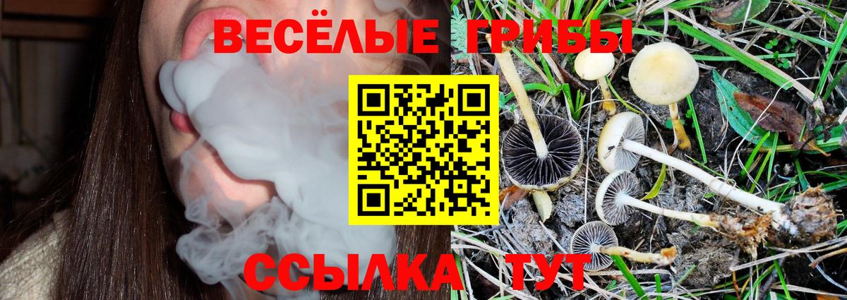 Галлюциногенные грибы GOLDEN TEACHER  Вход с VPN  Тула  Псилоцибиновые грибы MAGIC MUSHROOMS 